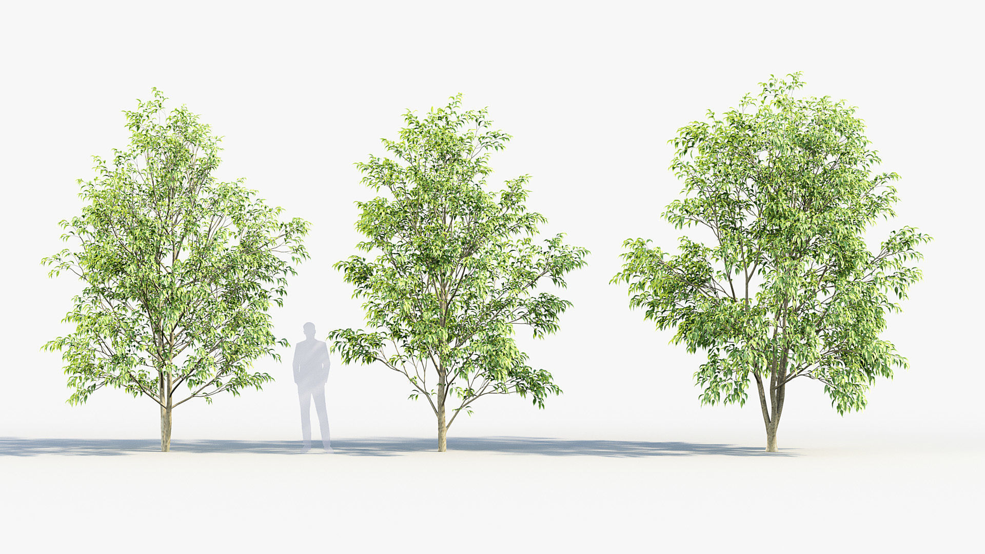 Celtis australis European nettle tree 01 3D model_3