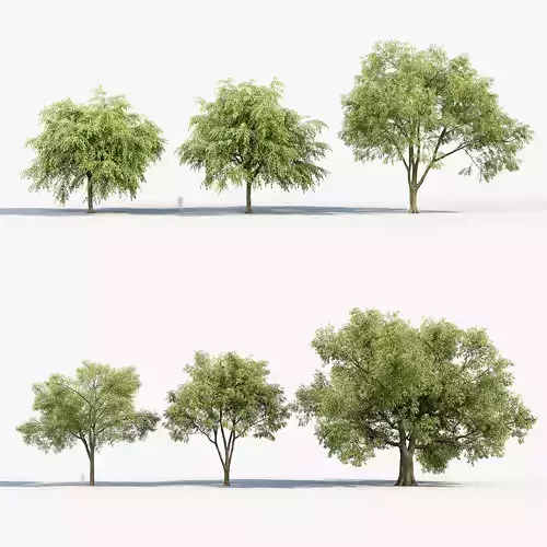 American elm Ulmus americana 3D model
