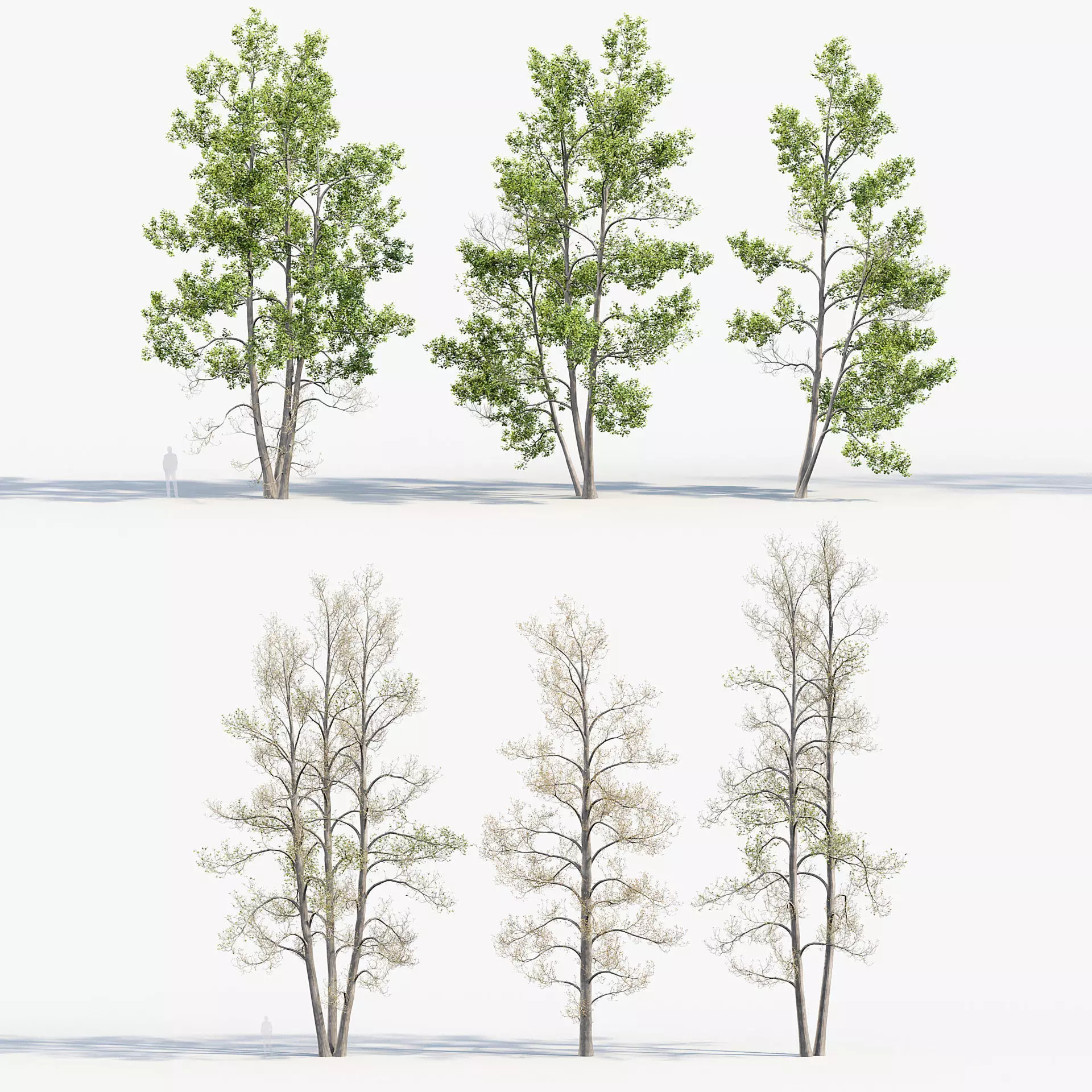Alnus glutinosa - Black alder 02 3D model