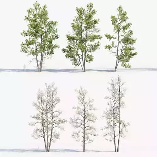 Alnus glutinosa Black alder 02