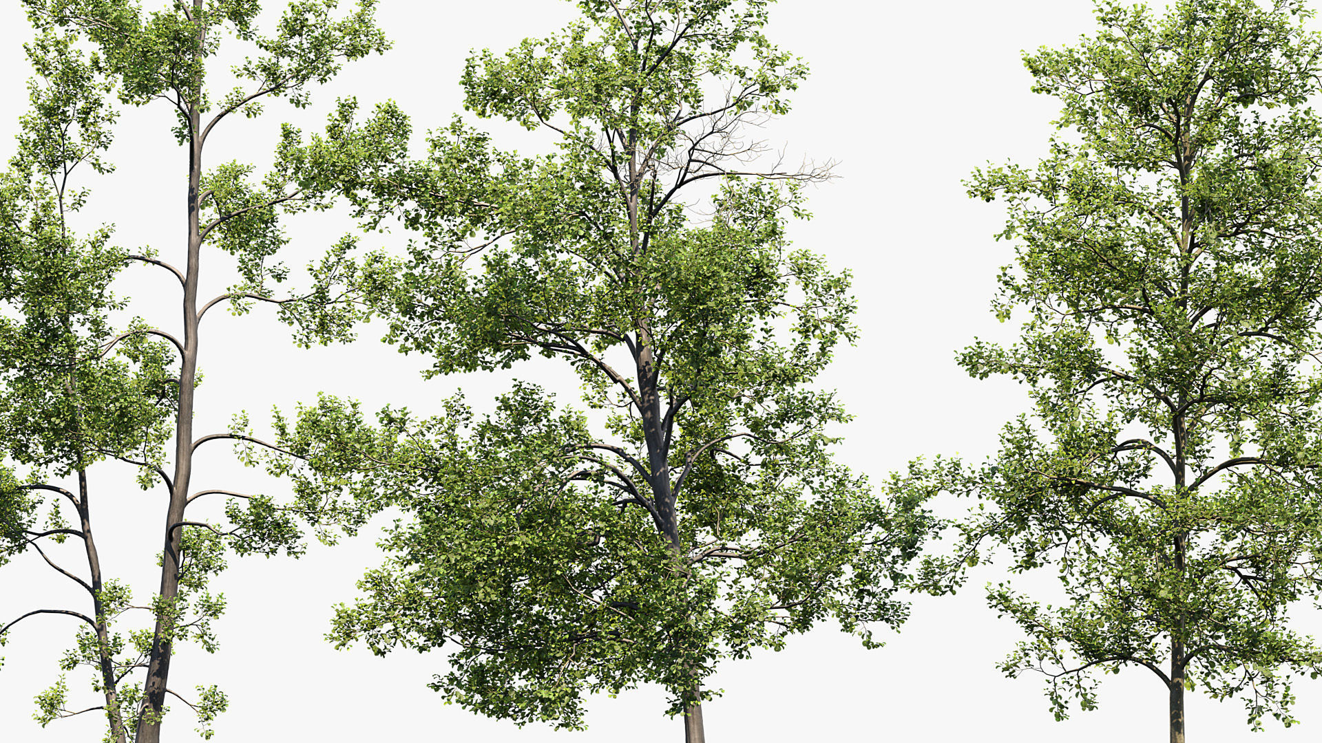 Alnus glutinosa Black alder 01 3D model_5
