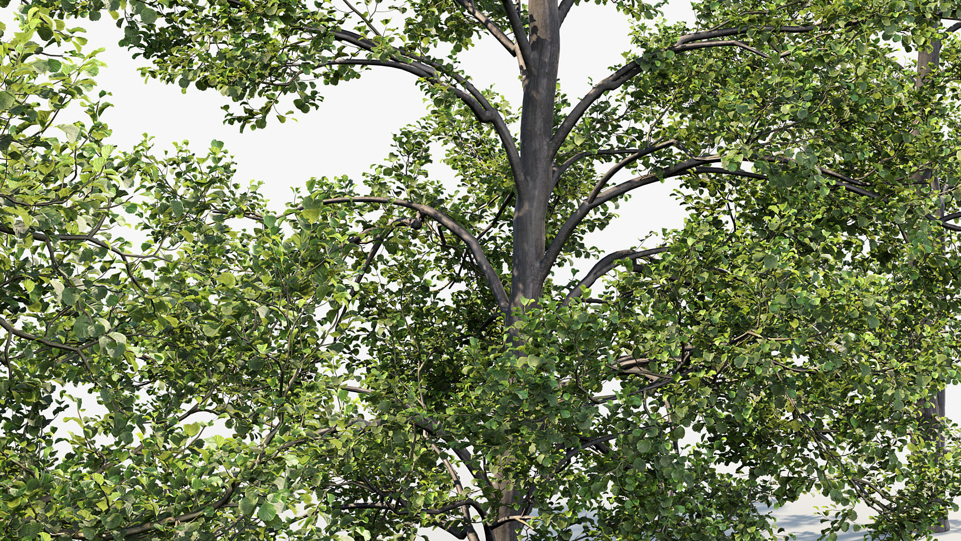 Alnus glutinosa Black alder 01 3D model_7