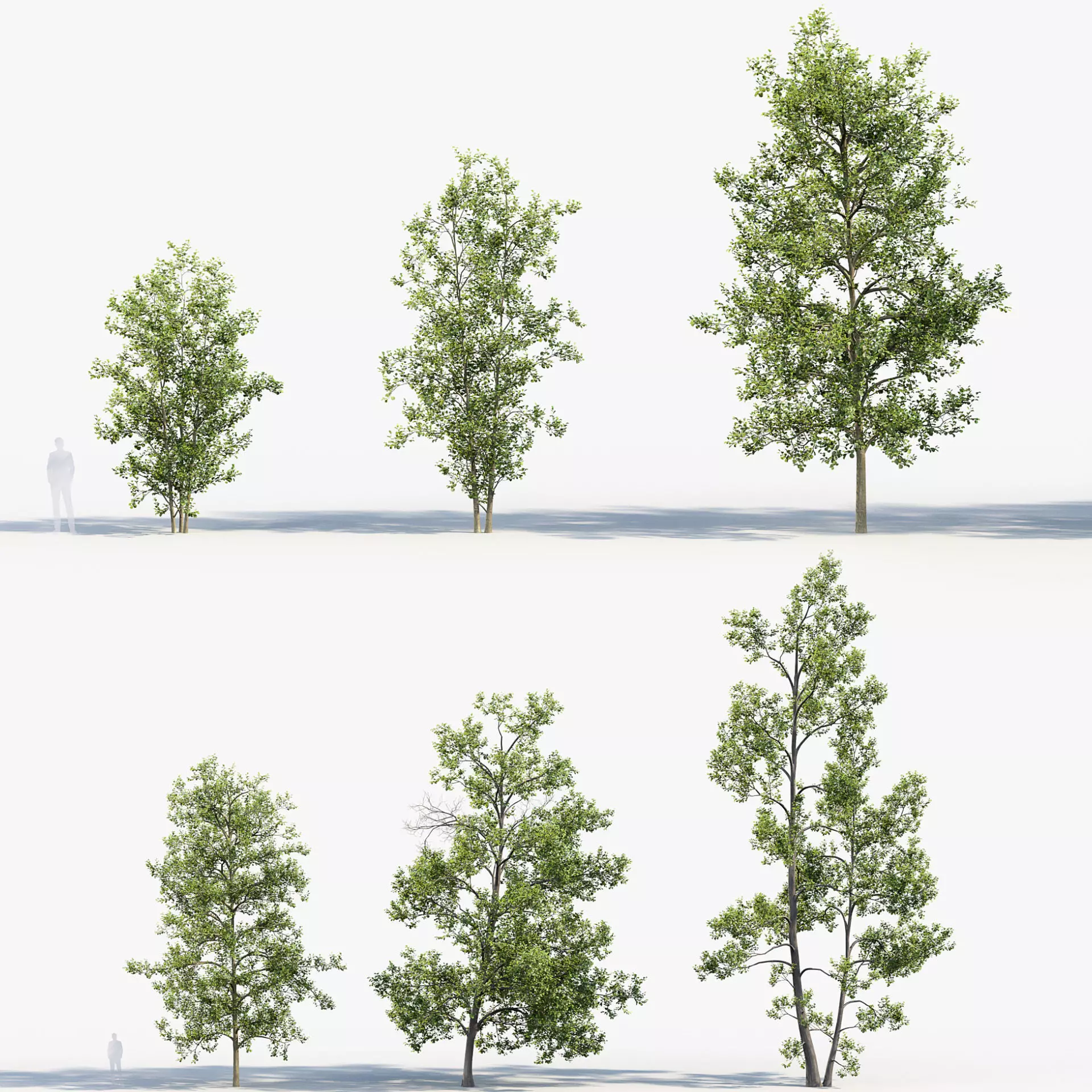Alnus glutinosa Black alder 01 3D model_0