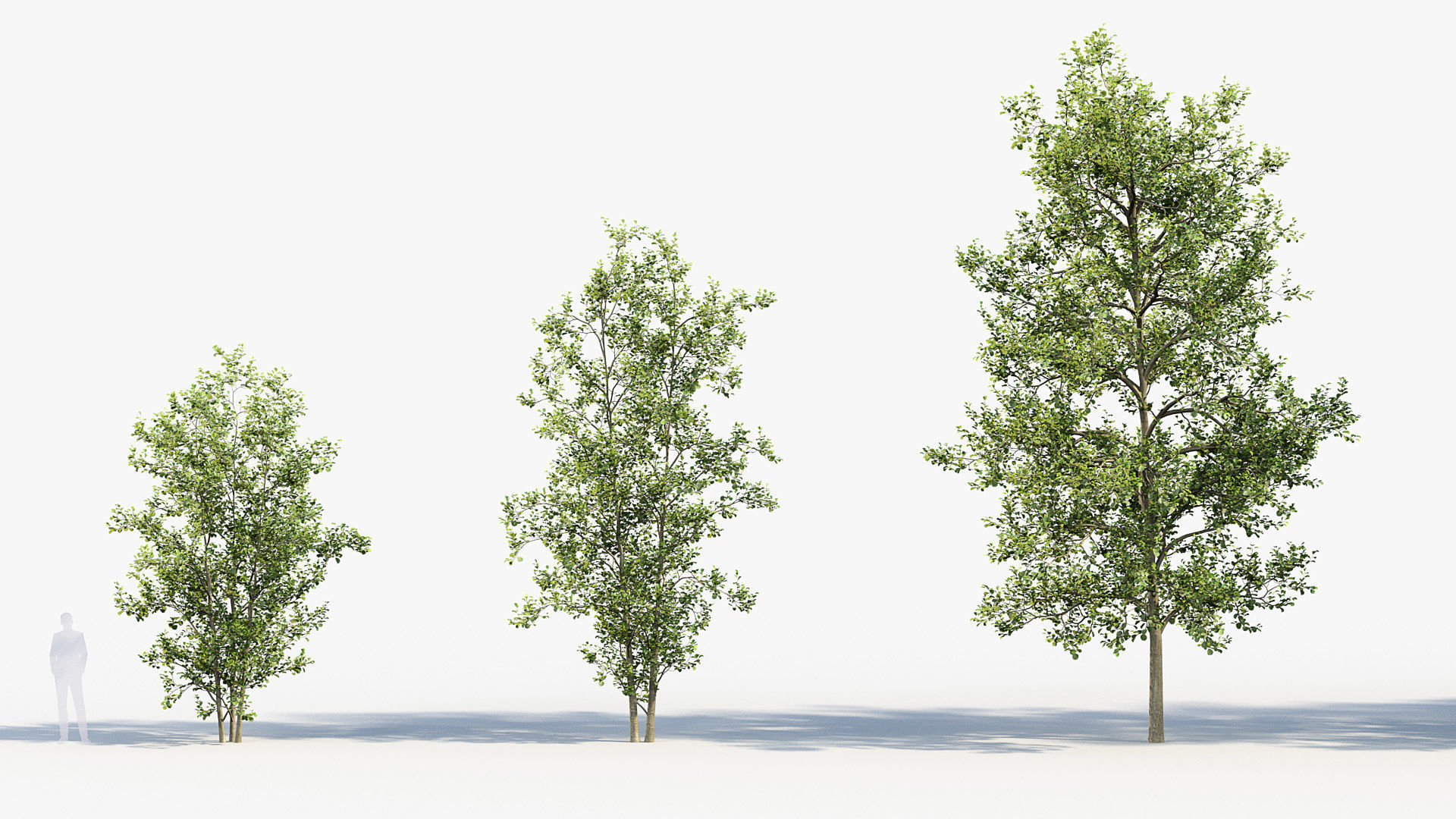 Alnus glutinosa Black alder 01 3D model_2