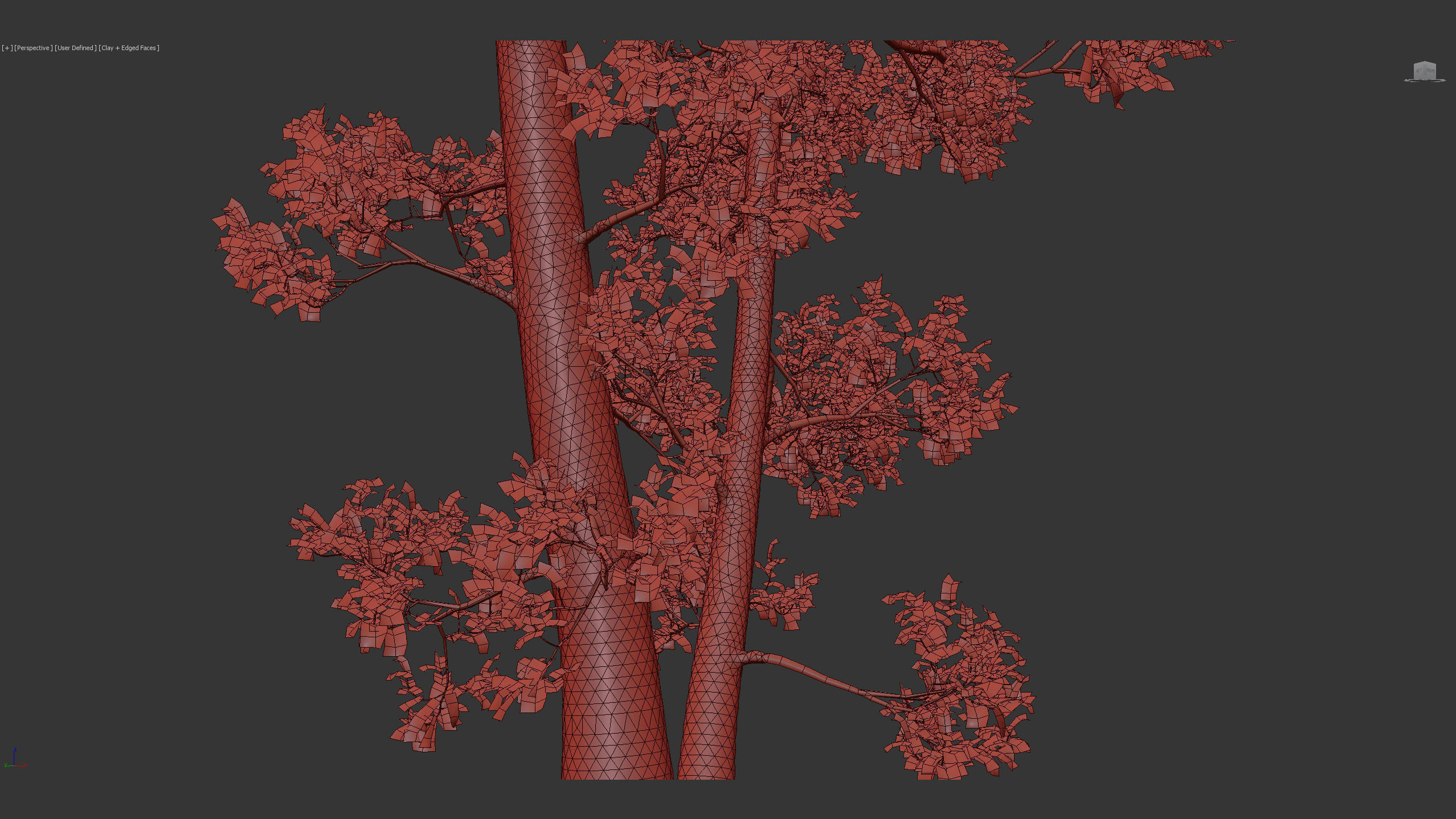 Alnus glutinosa Black alder 01 3D model_13