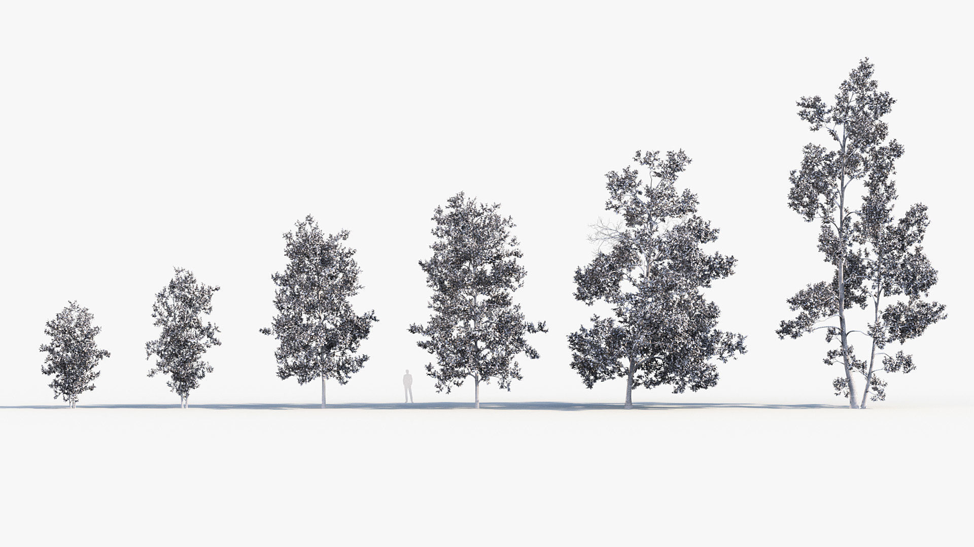 Alnus glutinosa Black alder 01 3D model_8