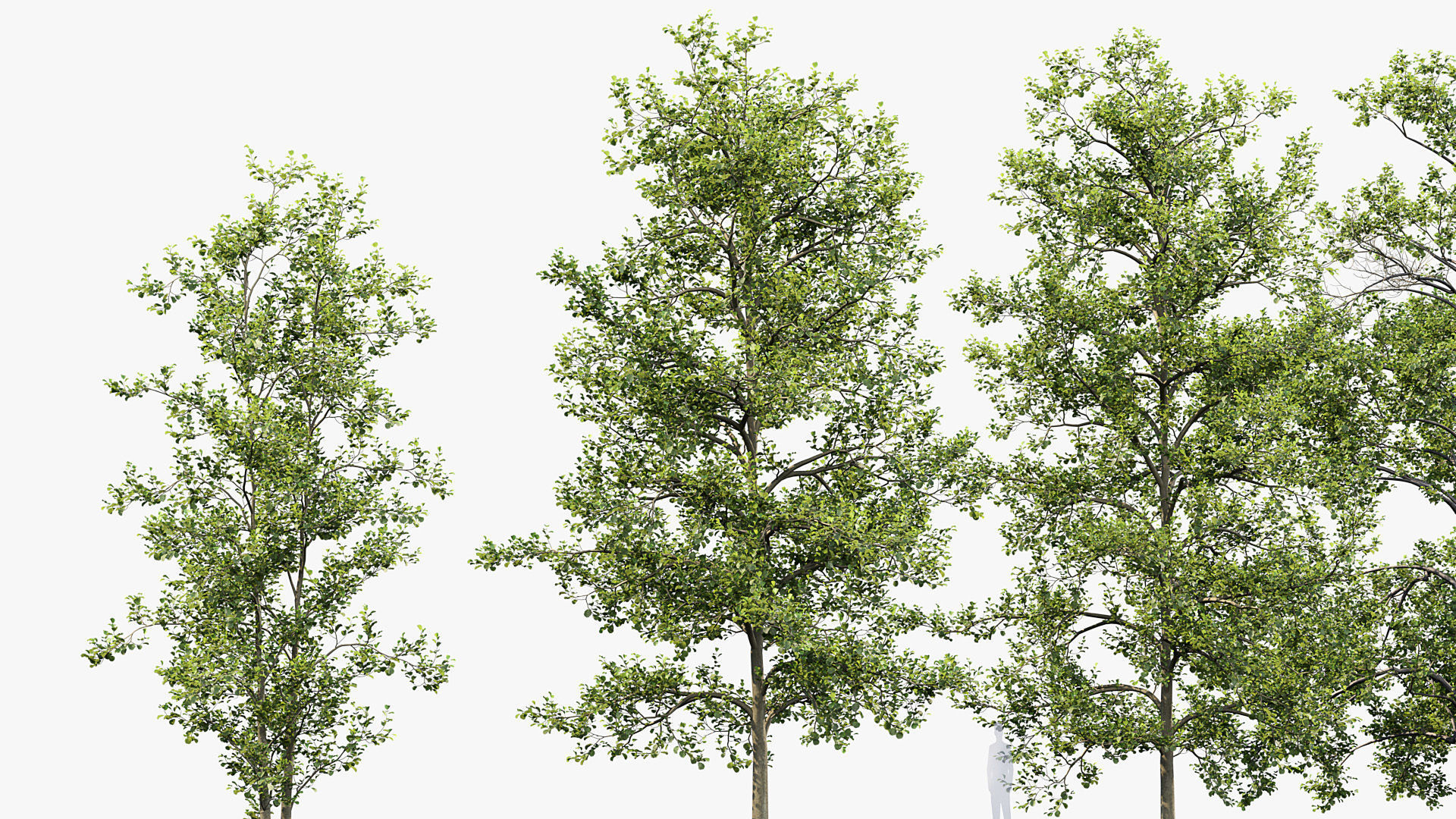 Alnus glutinosa Black alder 01 3D model_4