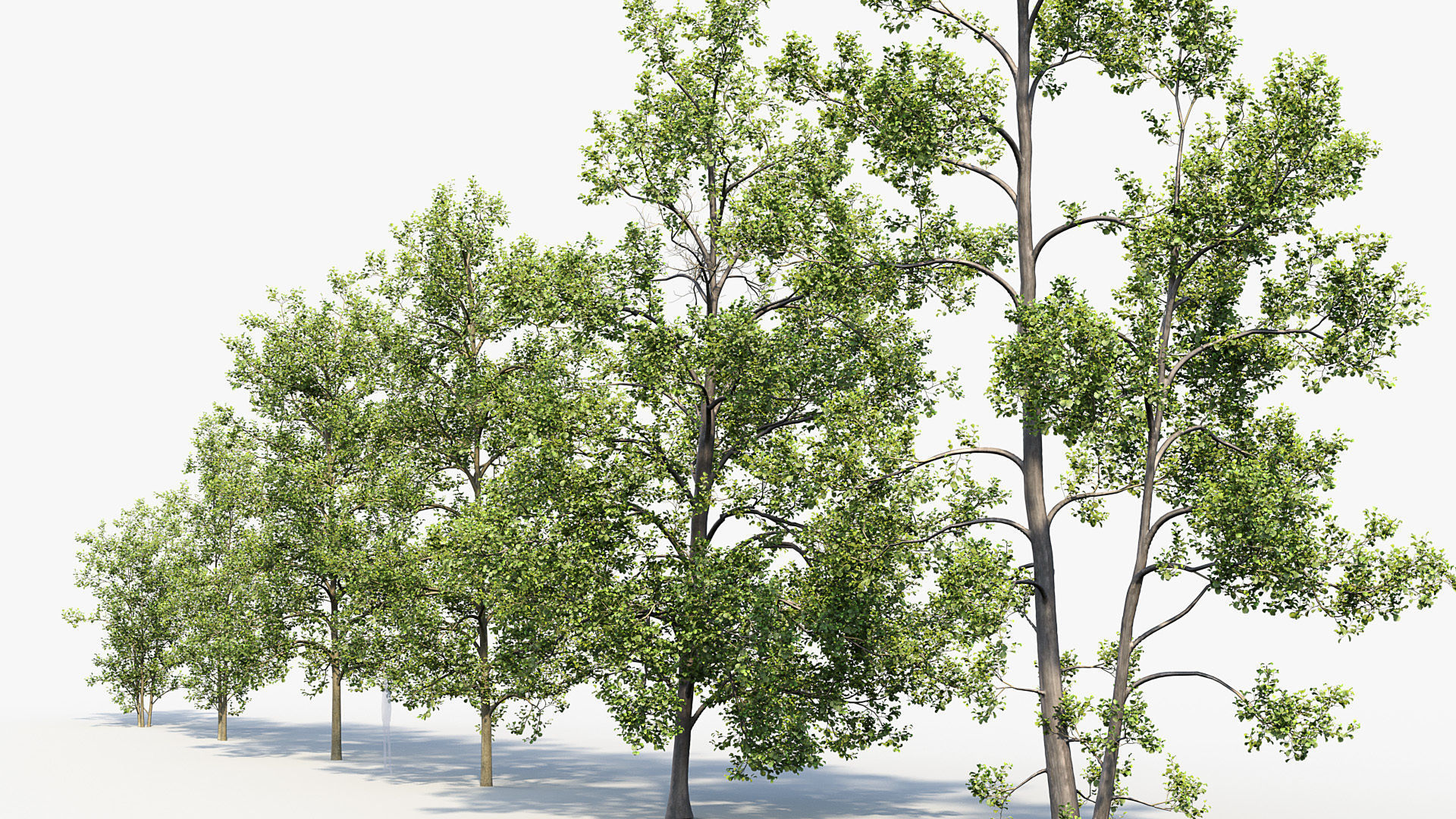 Alnus glutinosa Black alder 01 3D model_6