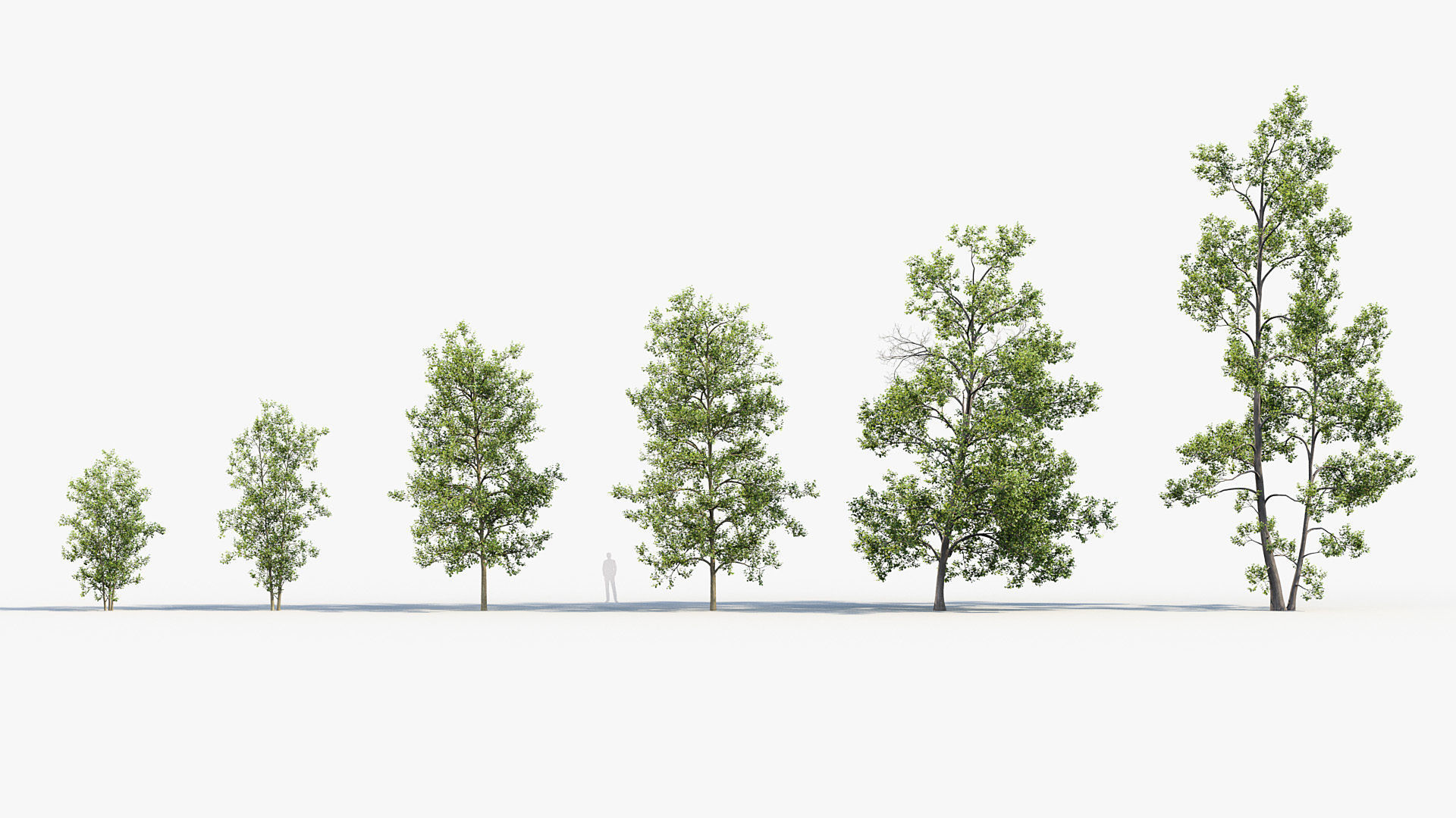 Alnus glutinosa Black alder 01 3D model_1