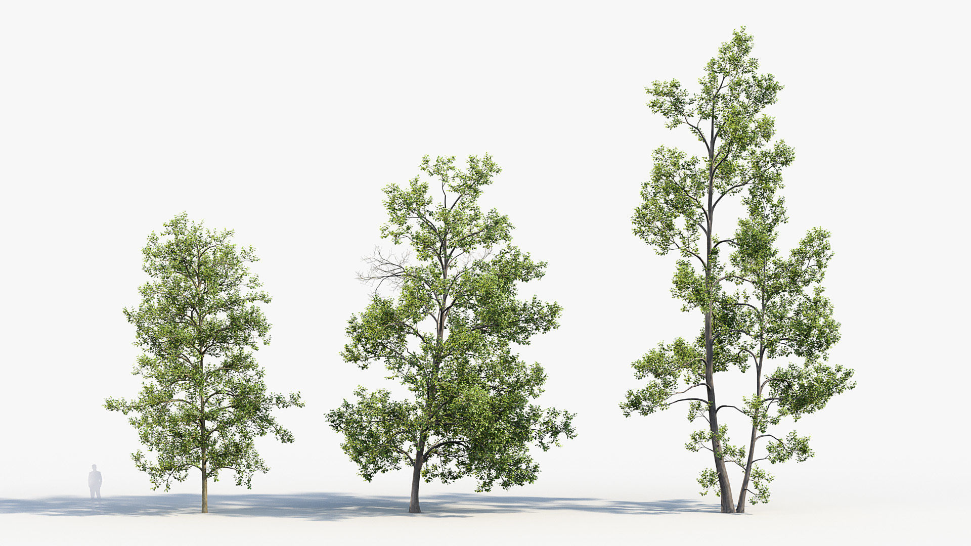 Alnus glutinosa Black alder 01 3D model_3