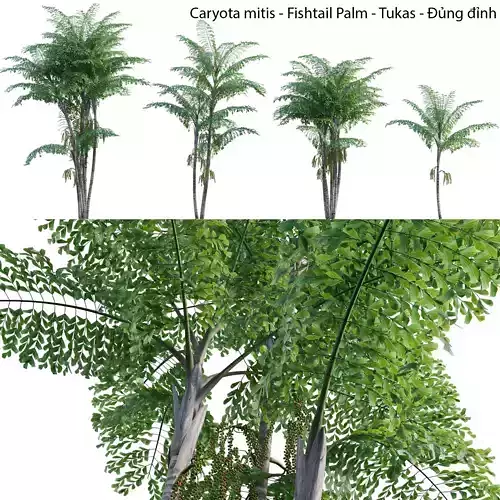 Caryota mitis - Fishtail Palm - Tukas 3D model