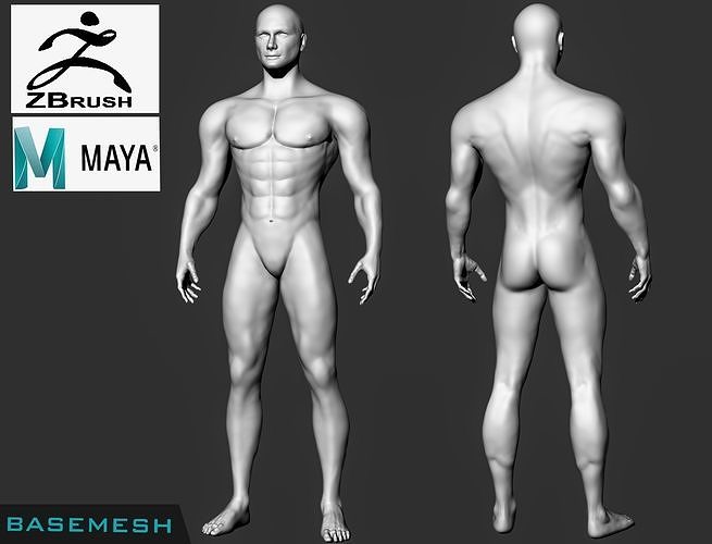 Basemesh Man Free low-poly 3D model