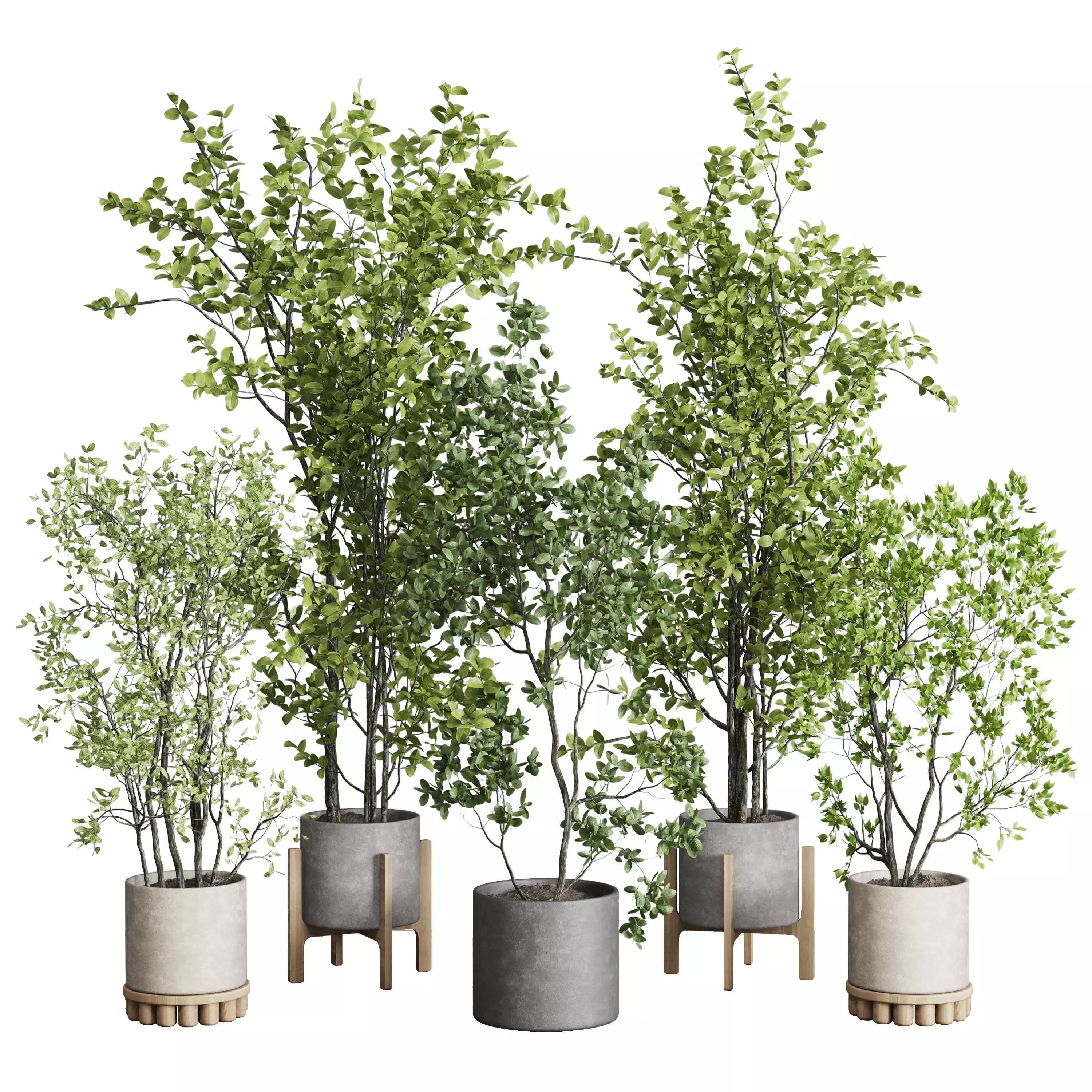 A Collection Trees in a concrete dirty vase - indoor plant 394 Low-poly 3D model_0