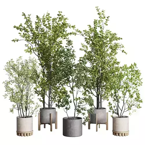 A Collection Trees in a concrete dirty vase - indoor plant 394