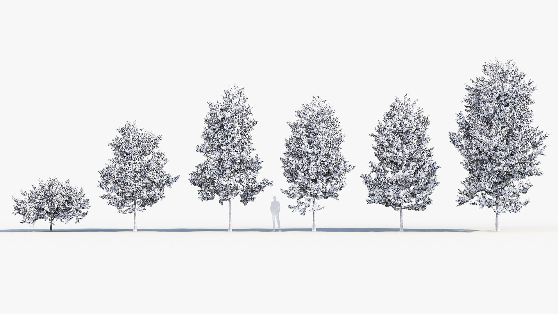 Corylus colurna Turkish hazel 01 3D model_8