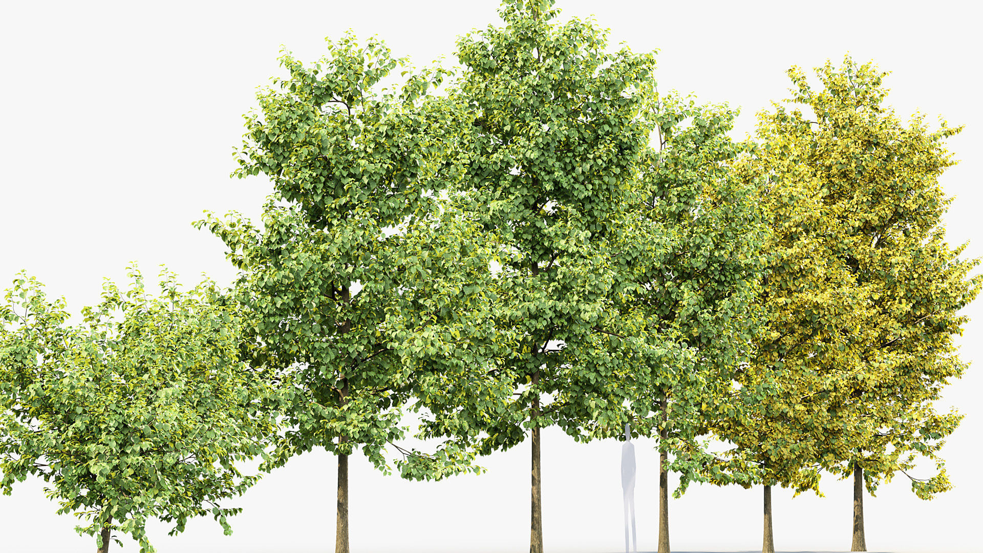 Corylus colurna Turkish hazel 01 3D model_7