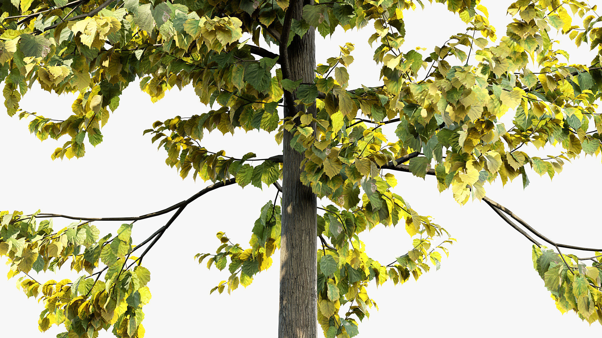 Corylus colurna Turkish hazel 01 3D model_6