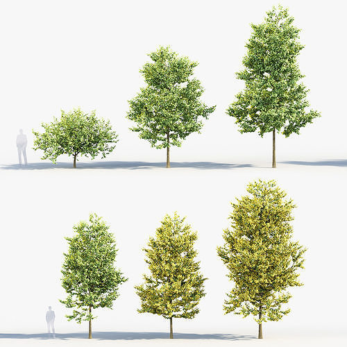 Corylus colurna Turkish hazel 01 3D model