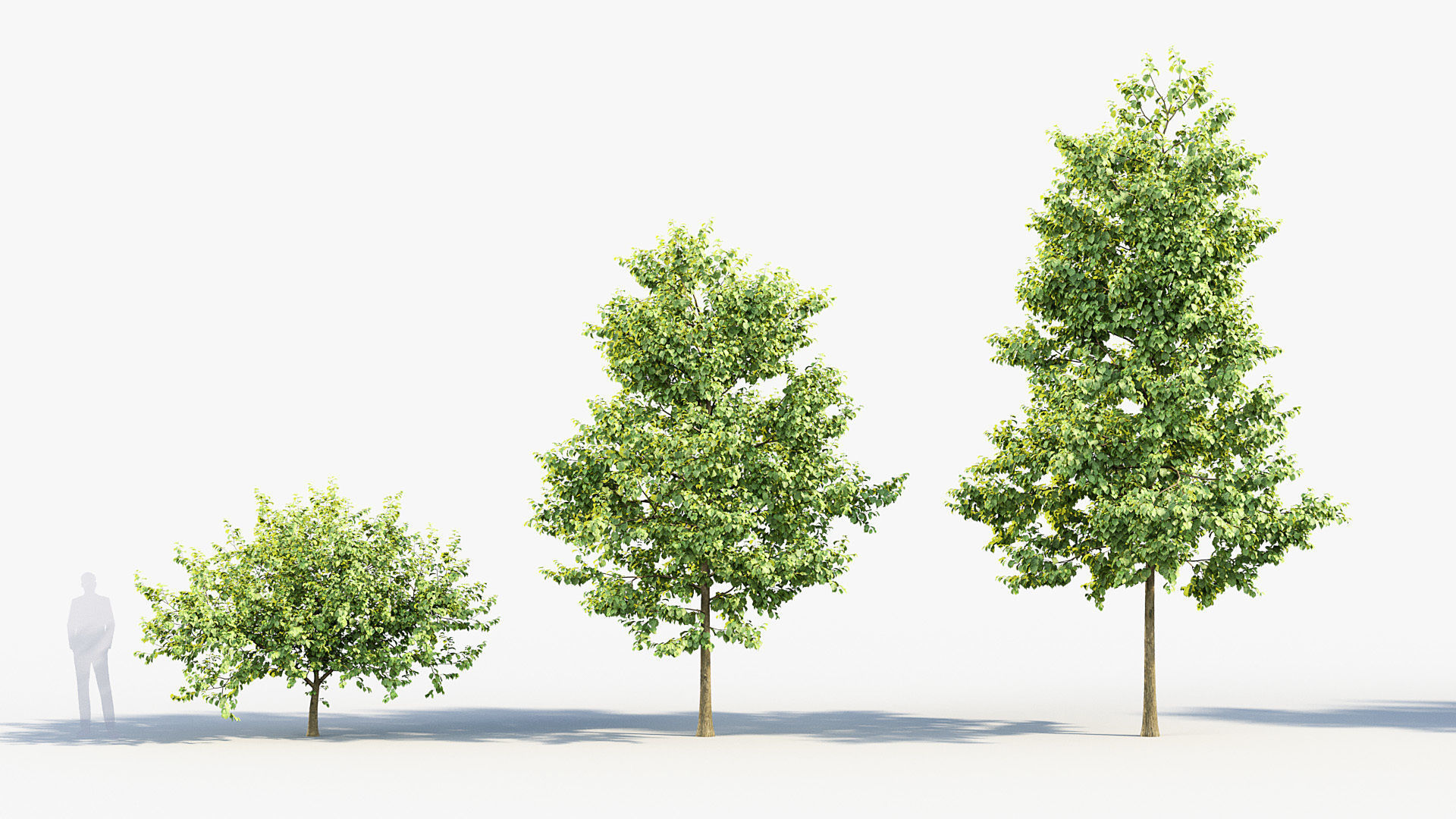 Corylus colurna Turkish hazel 01 3D model_2