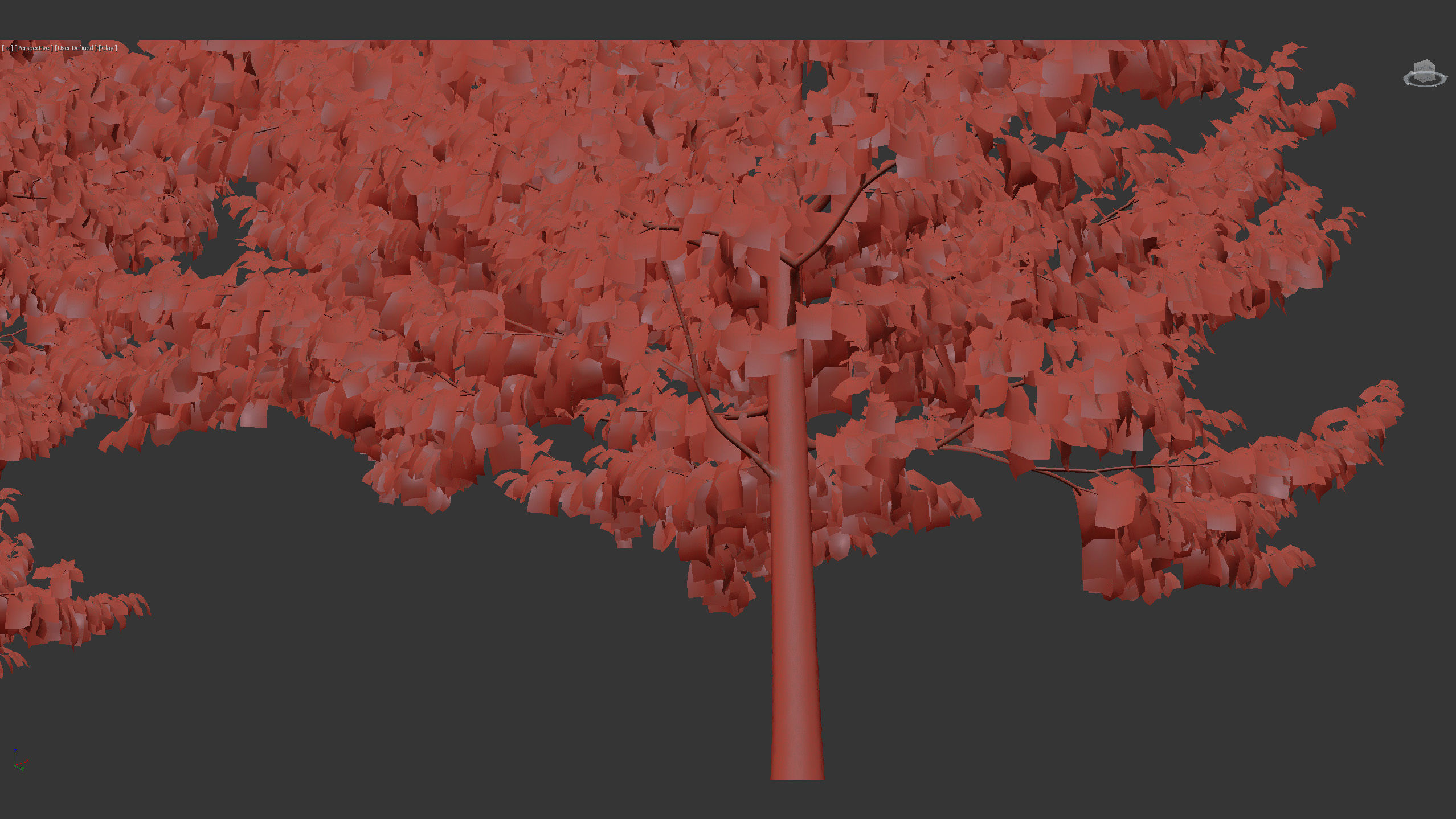 Corylus colurna Turkish hazel 01 3D model_12