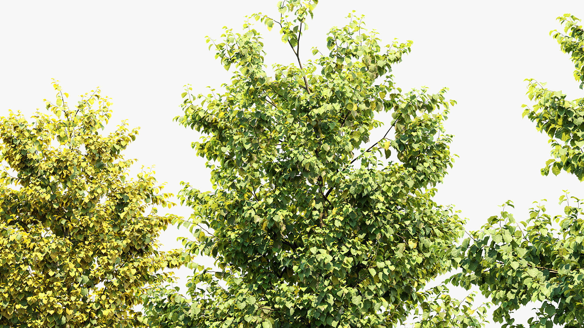 Corylus colurna Turkish hazel 01 3D model_5