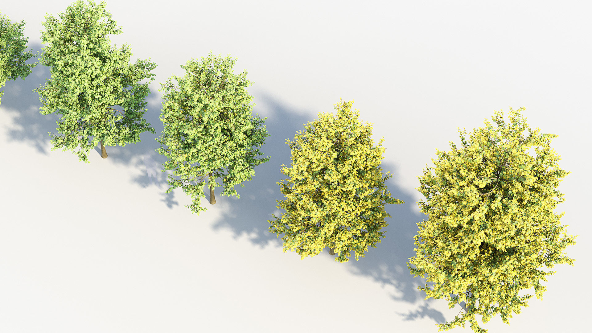 Corylus colurna Turkish hazel 01 3D model_4