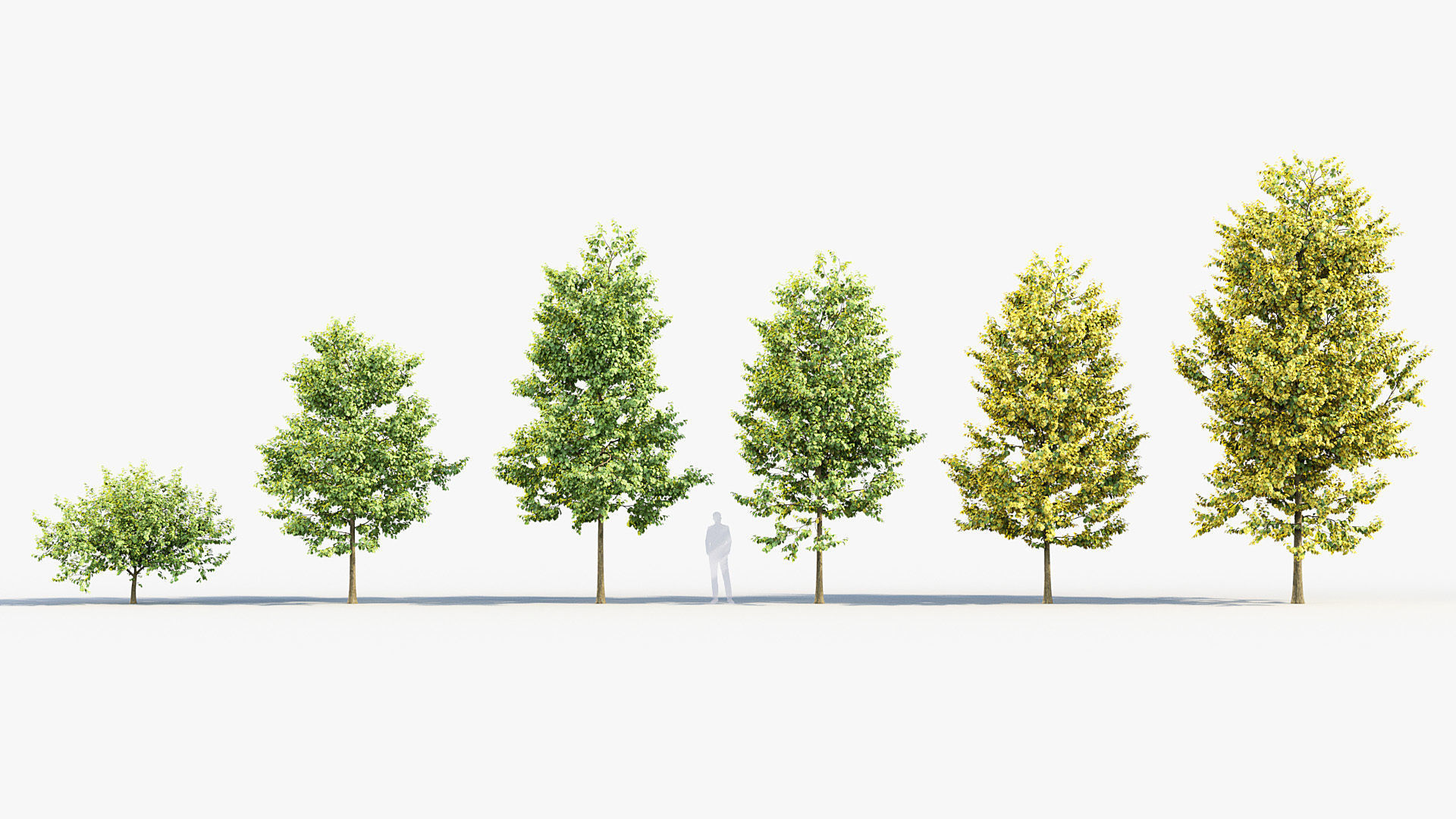 Corylus colurna Turkish hazel 01 3D model_1