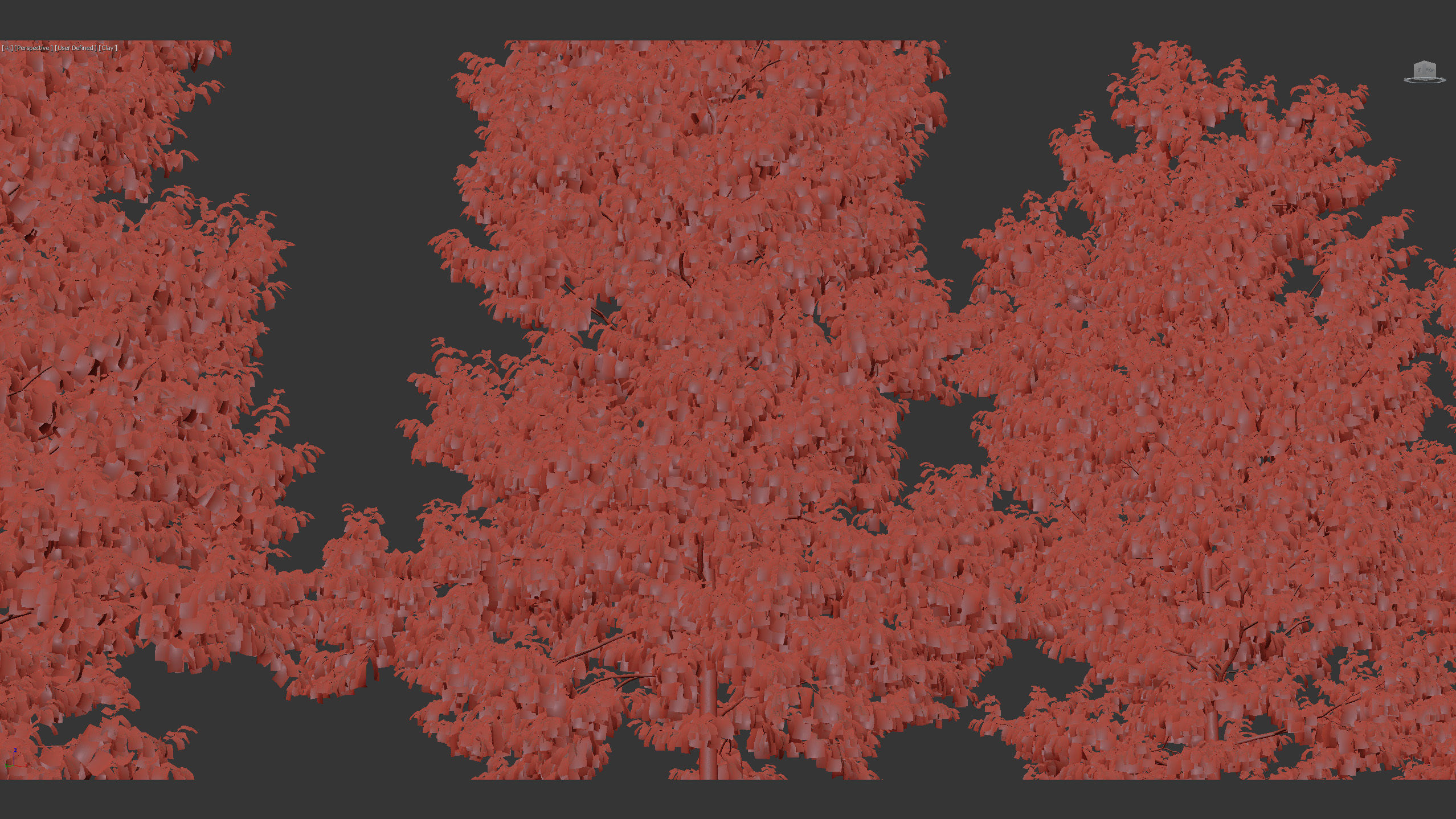 Corylus colurna Turkish hazel 01 3D model_10