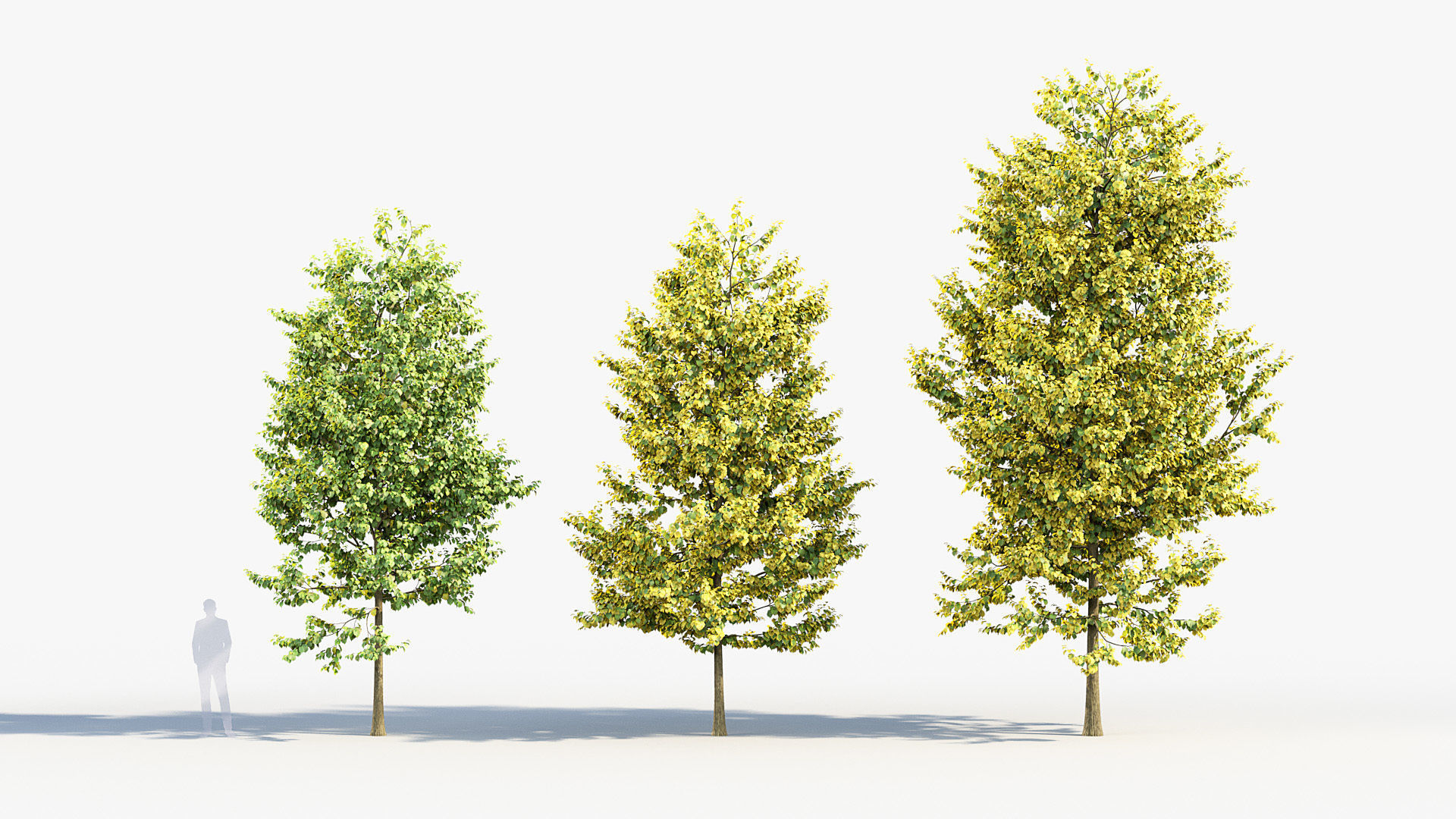 Corylus colurna Turkish hazel 01 3D model_3