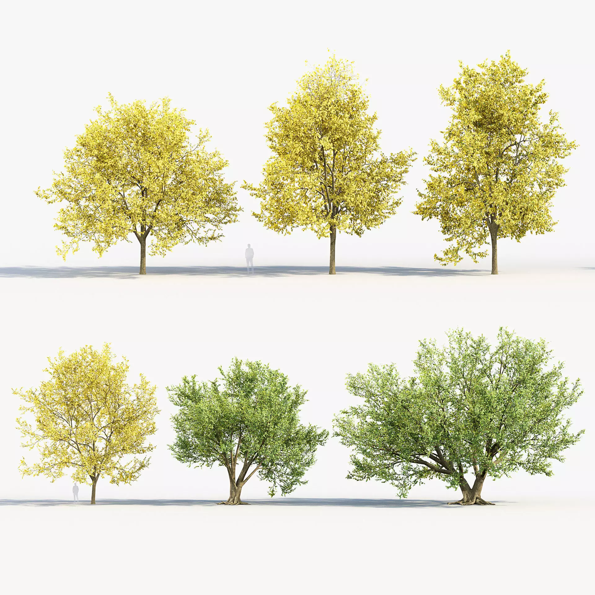 Corylus colurna - Turkish hazel 02 3D model