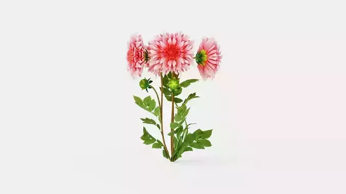 Dahlia Penhill Watermelon