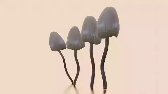 Magic Mushrooms