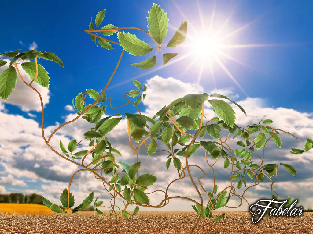 Virginia creeper Free 3D model