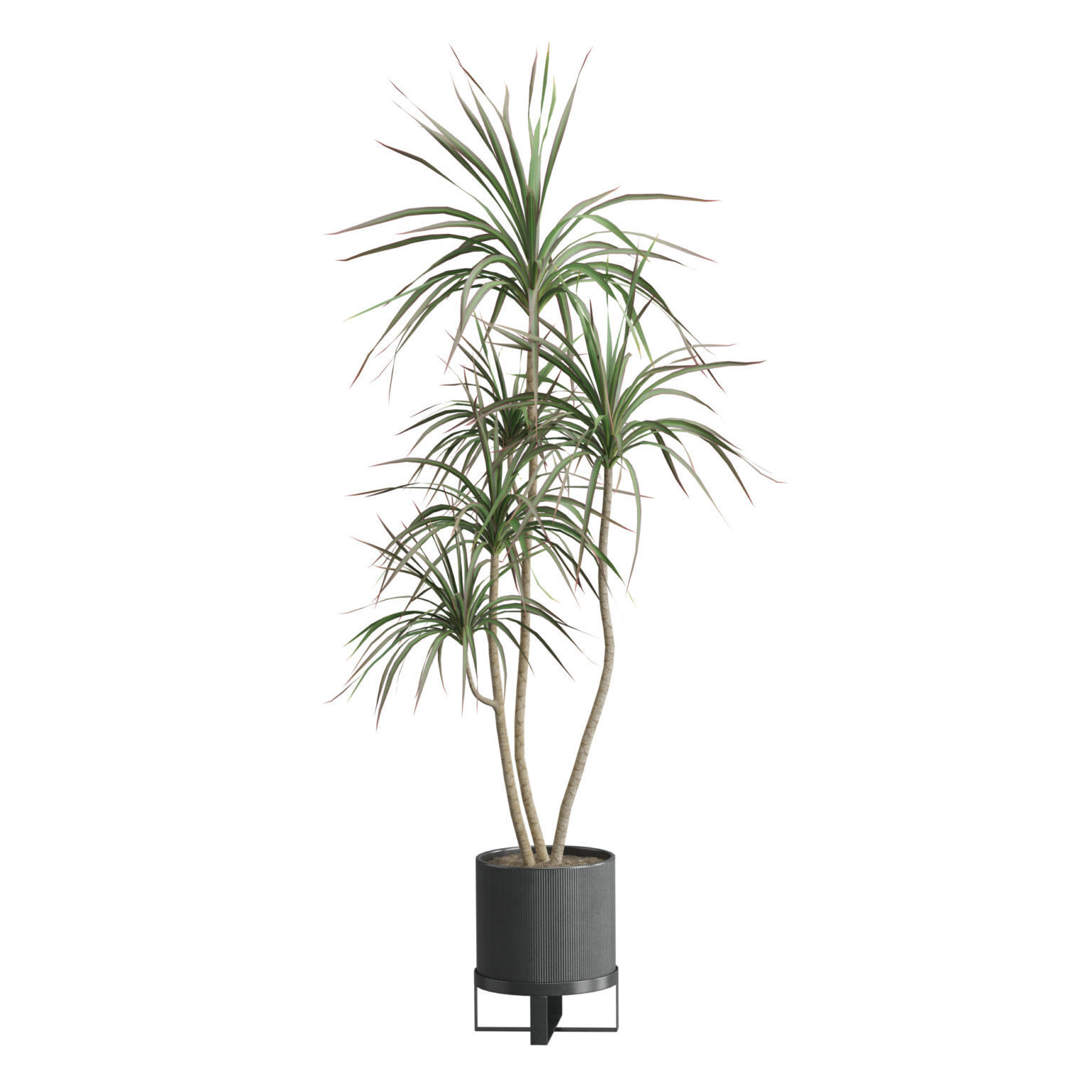 Indoor Plants Pack 51 3D model_5