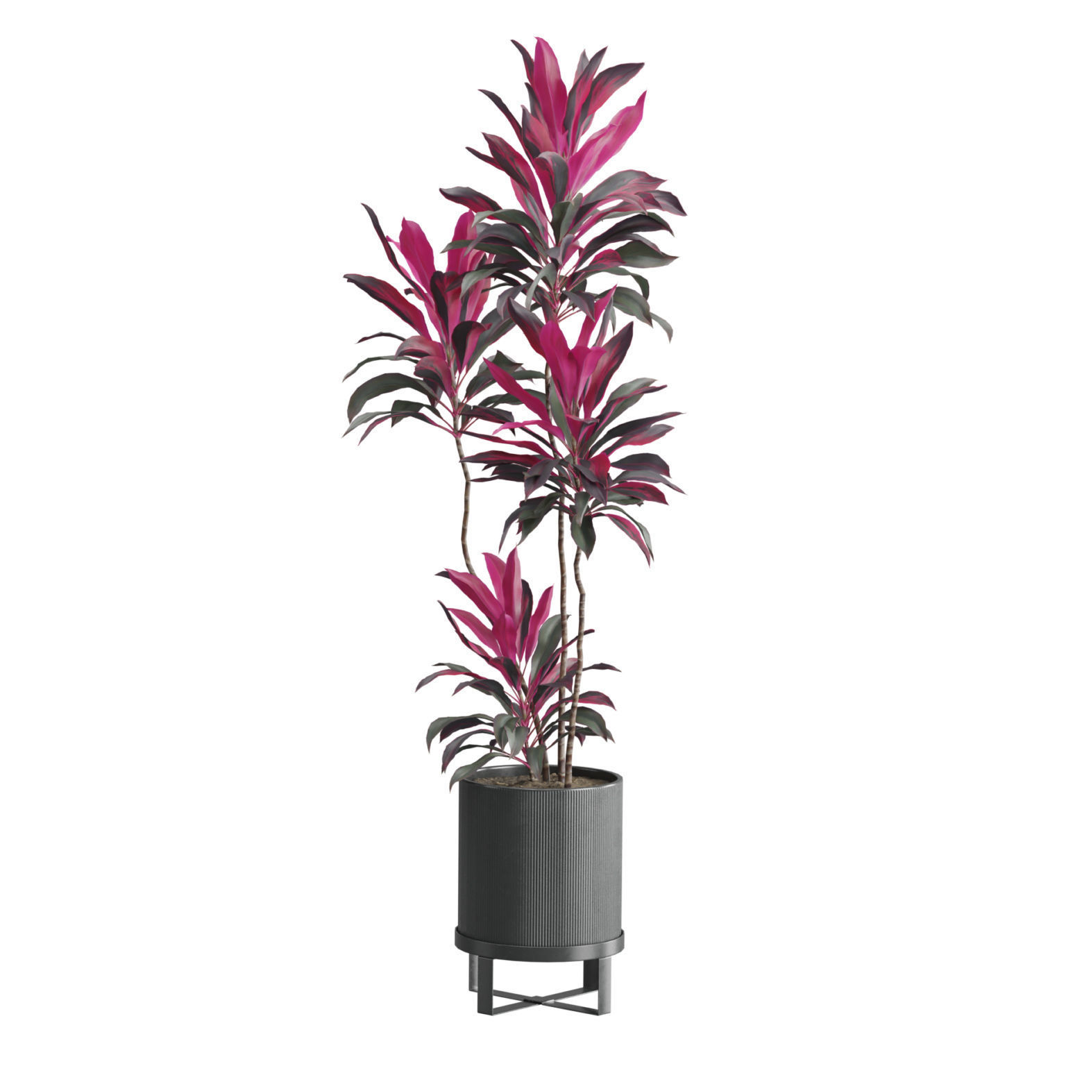 Indoor Plants Pack 51 3D model_3