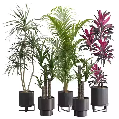 Indoor Plants Pack 51 3D model