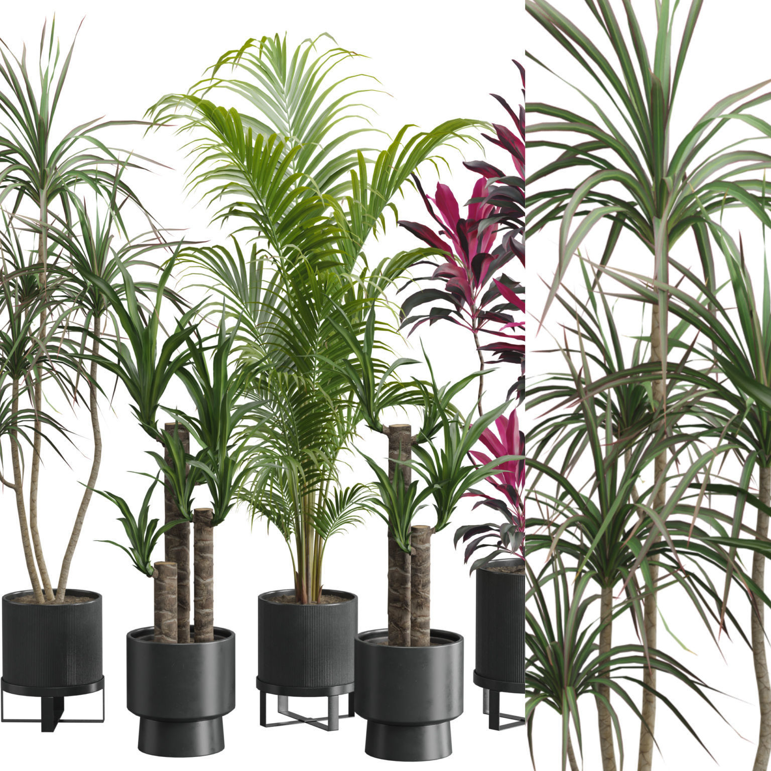Indoor Plants Pack 51 3D model_2
