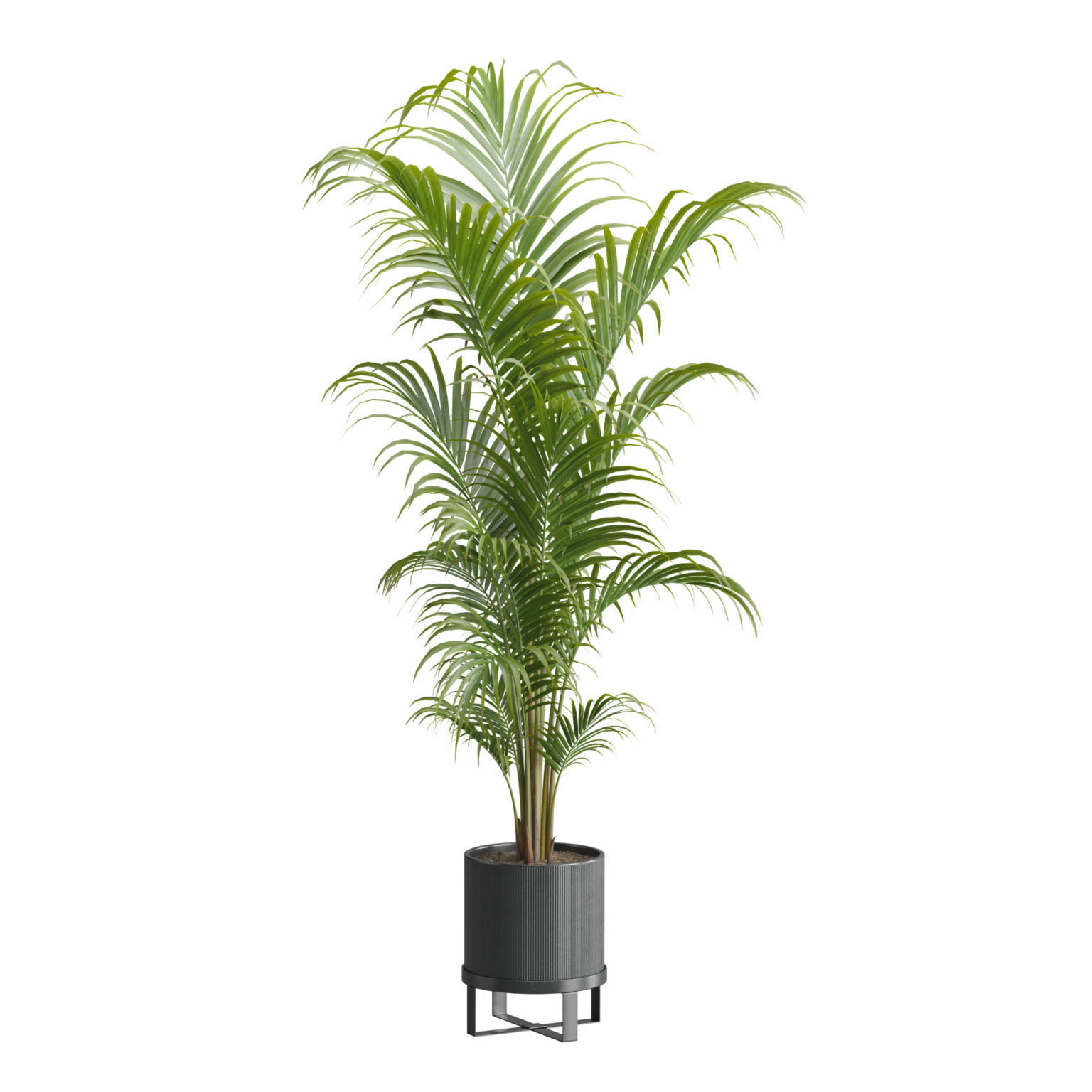 Indoor Plants Pack 51 3D model_9