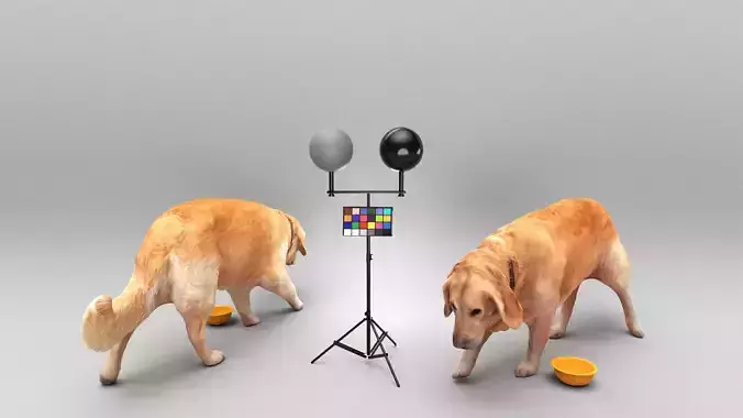 Golden retriever dog 33