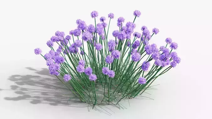 Allium schoenoprasum Forescate