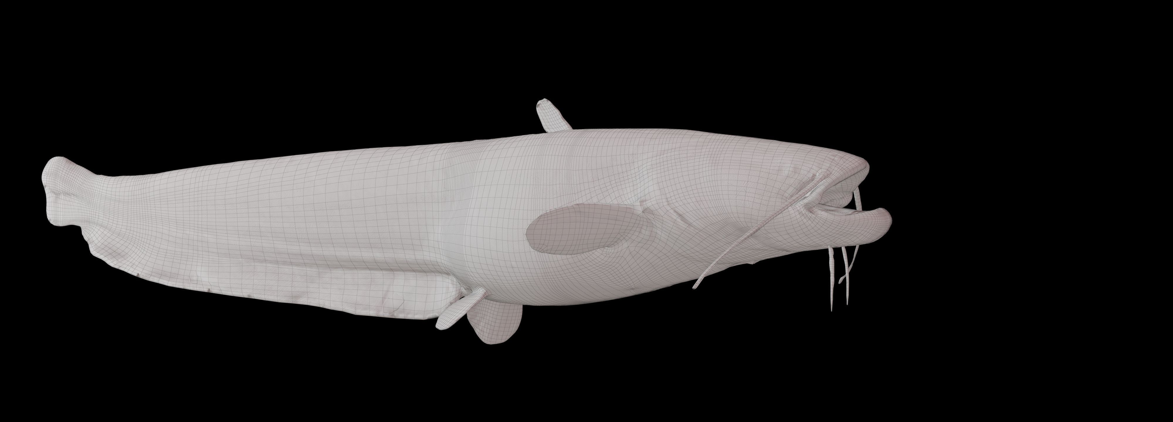 Fish Amur catfish Move 02 3D model_7