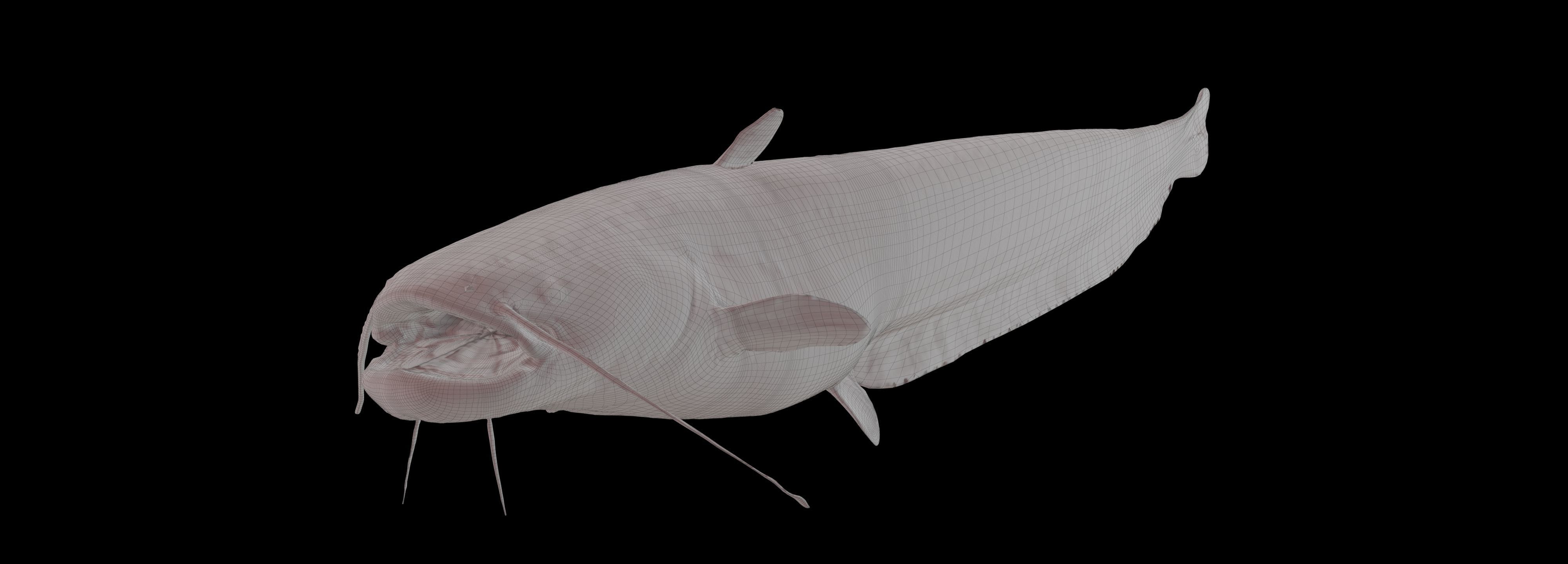 Fish Amur catfish Move 03 3D model_6