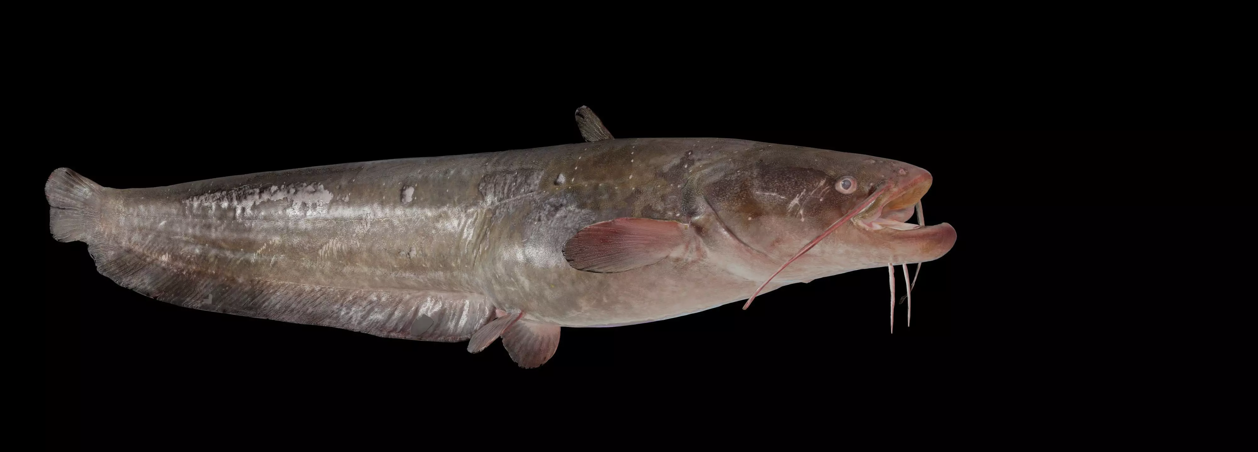 Fish Amur catfish Move 03 3D model_0