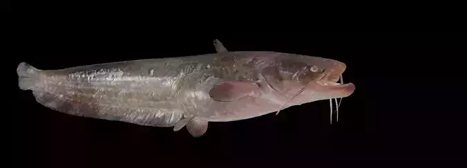 Fish Amur catfish Move 03