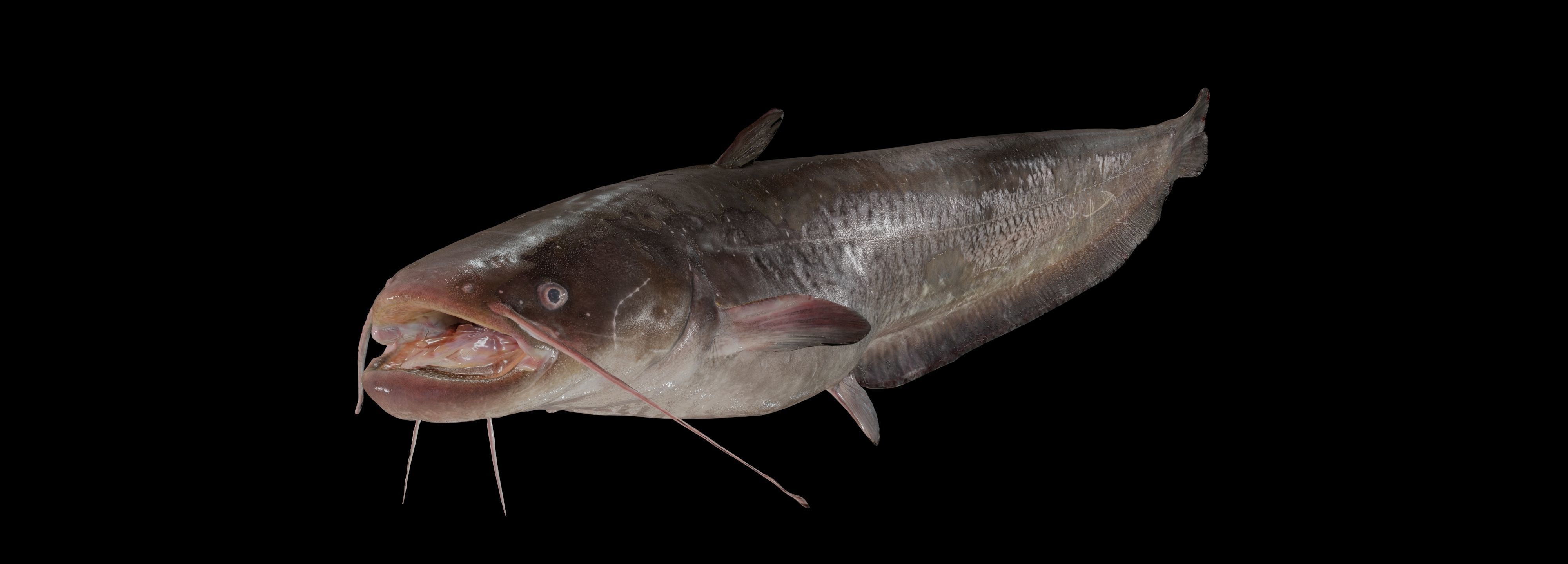 Fish Amur catfish Move 03 3D model_4