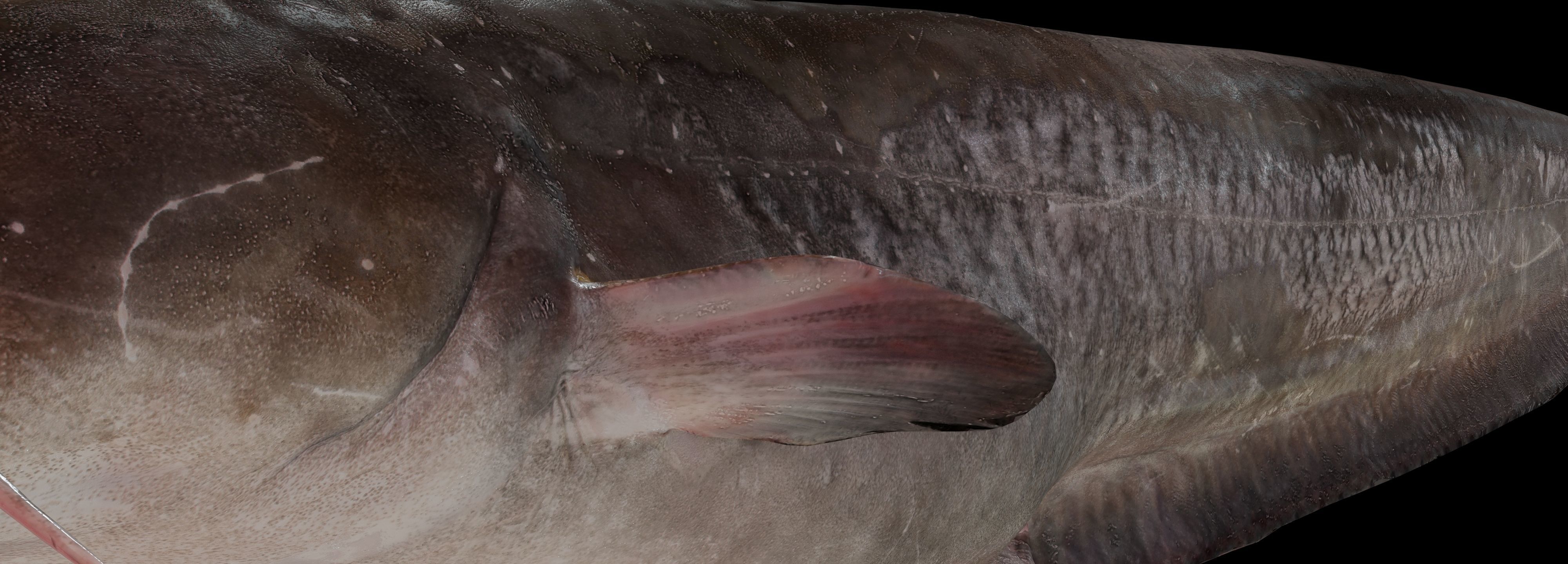 Fish Amur catfish Move 03 3D model_5