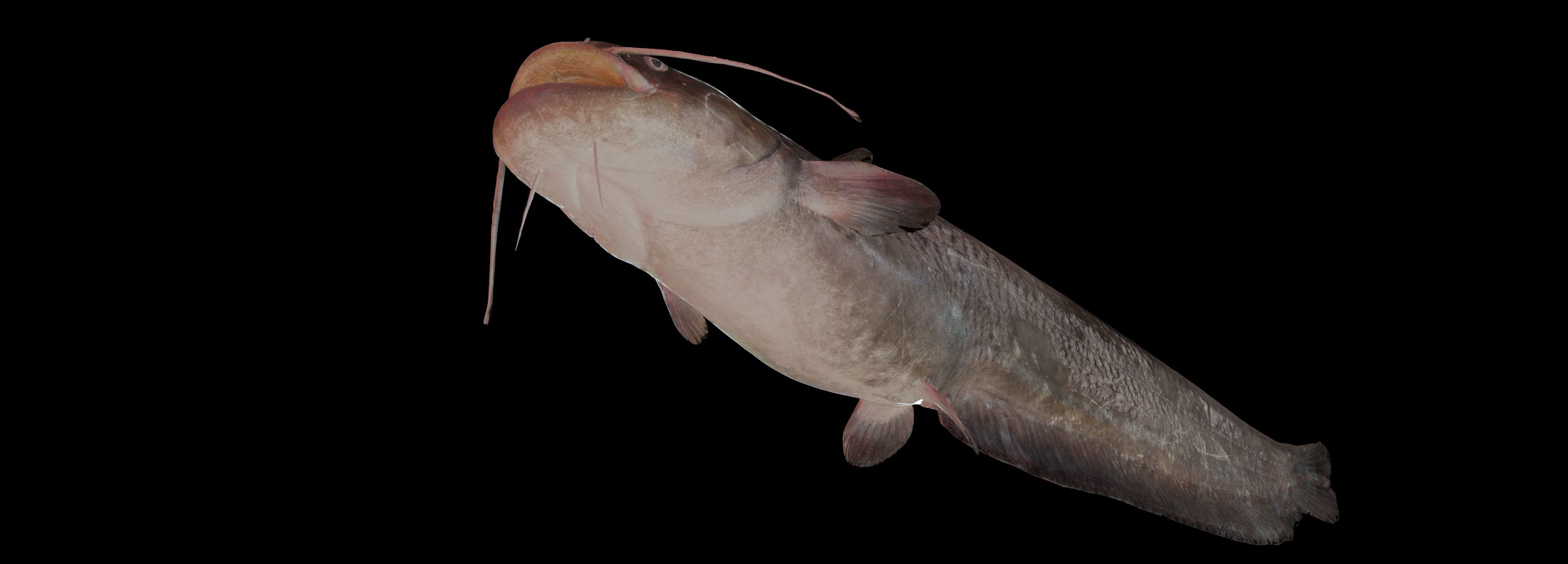Fish Amur catfish Move 03 3D model_3