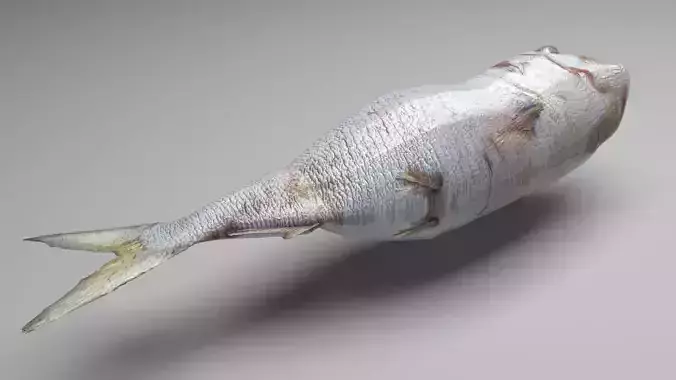 Dead Fish 3D model