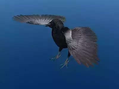 Crow Surfaced