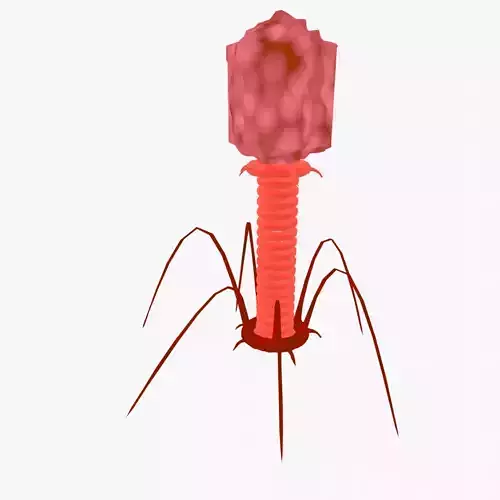 Bacteriophage
